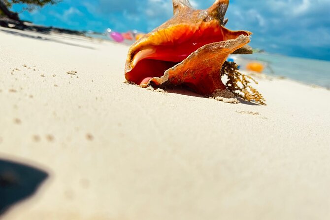 3HR Clear Kayak Mangrove and iguana island Tour in Leeward - Little Water Cay and its rock iguanas
