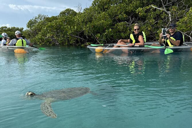 3hr Clear Kayak Tour of Mangroves, Marine Life and Iguanas - Key points at a glance