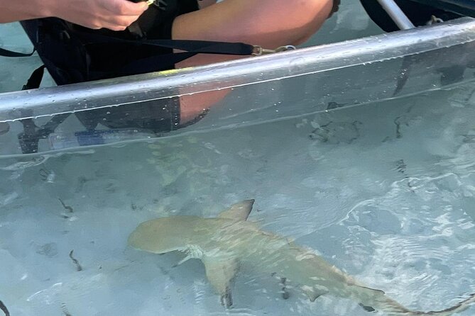 3hr Clear Kayak Tour of Mangroves, Marine Life and Iguanas - Watching turtles, sharks, and birds below you