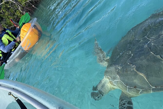 3hr Clear Kayak Tour of Mangroves, Marine Life and Iguanas - Timing, meeting point, and physical effort