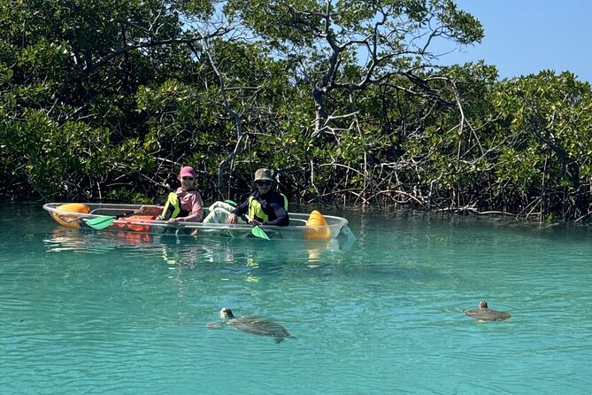 3hr Clear Kayak Tour of Mangroves, Marine Life and Iguanas - Should you book the Mangrove Cay tour?