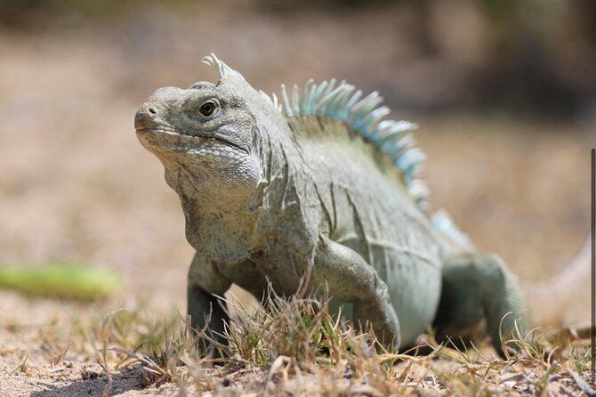 3HR Emerald reef snorkeling, iguana island and shipwreck tour - La Famille Express gives the boat ride a story