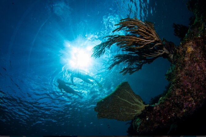 3HR Emerald reef snorkeling, iguana island and shipwreck tour - The crew makes a real difference
