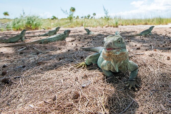3HR Emerald reef snorkeling, iguana island and shipwreck tour - Food, drinks, and the social side of the boat