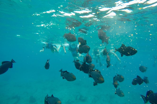 4hour Group Half Day Snorkeling Excursion in Grace Bay - The barrier reef stop and what snorkeling is really like