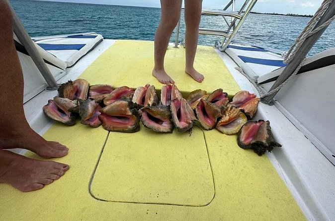 6HR-Provo Cays exploration with Lunch in Gracebay - Little Water Cay and the island wildlife