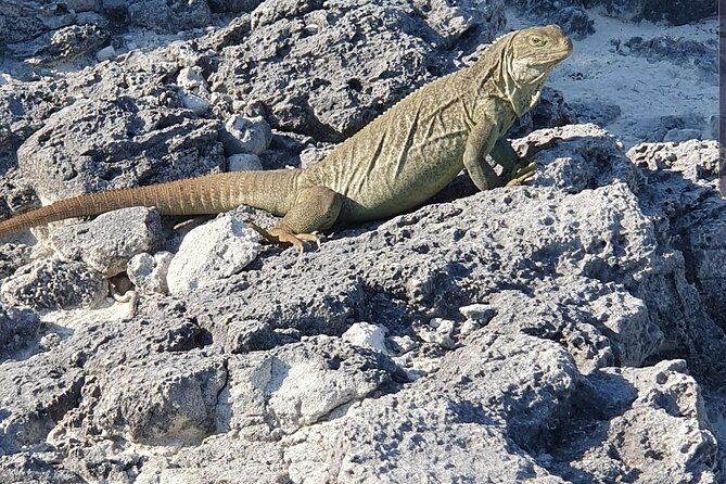 Clear Bottom Kayaks Mangrove and Iguana Tour - Key Things To Know Before You Book