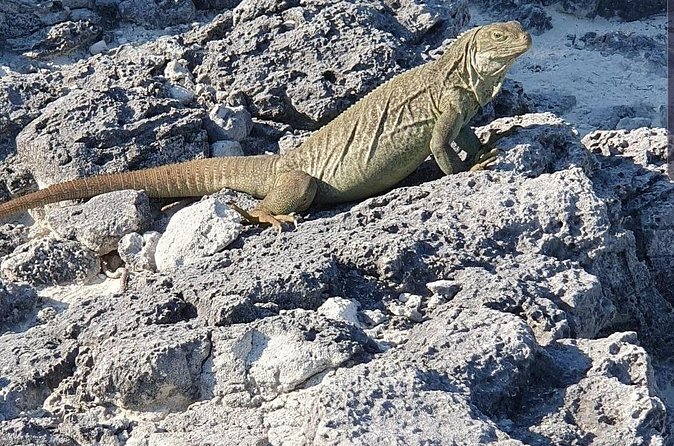 Clear Bottom Kayaks Mangrove and Iguana Tour - What Wildlife You Might See Beneath the Boat