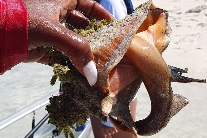 Clear Bottom Kayaks Mangrove Tour - Quick takeaways before you book