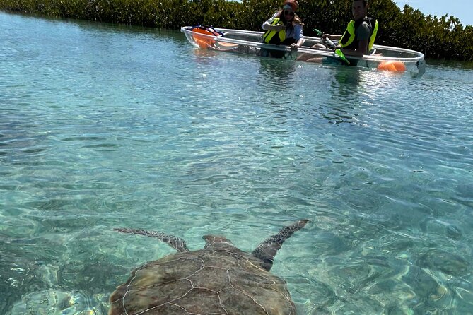 Clear Kayak Eco Tour Explore Mangroves and Meet the Turtles - Key points to know before booking