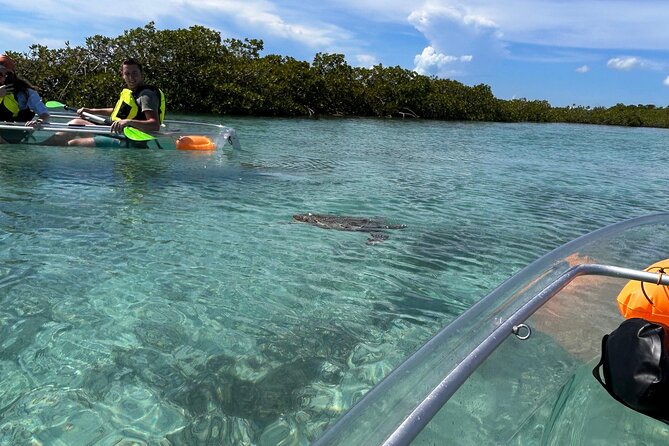 Clear Kayak Eco Tour Explore Mangroves and Meet the Turtles - What makes the Mangrove Cay setting special
