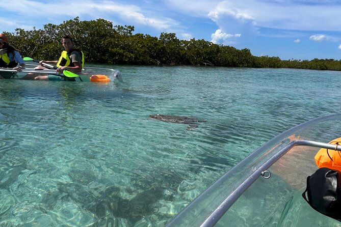 Clear Kayak Eco Tour Explore Mangroves and Meet the Turtles - Why an early start can improve the outing
