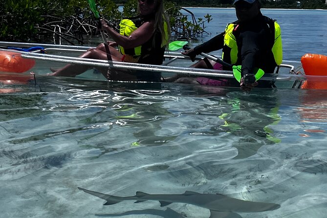 Clear Kayak Eco Tour Explore Mangroves and Meet the Turtles - Who should choose this tour?