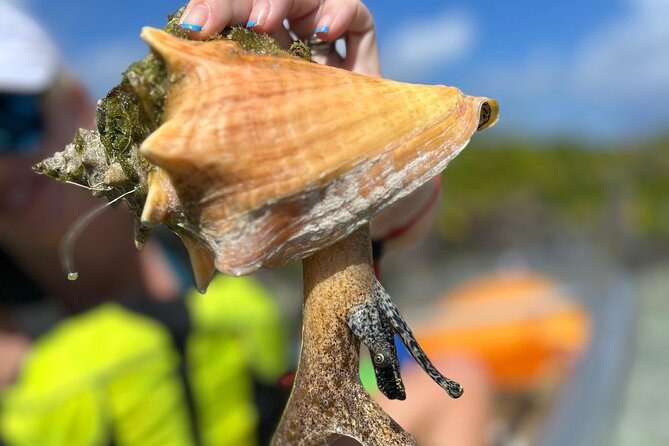 Clear Kayak Eco Tour Explore Mangroves and Meet the Turtles - From the meeting point to the mangrove channels