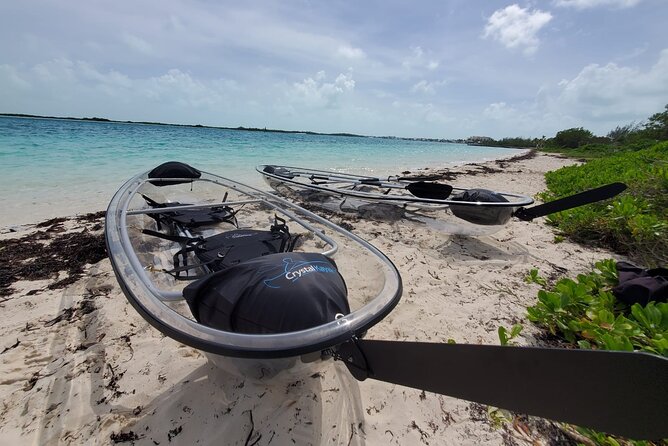 Clear Kayak Mangrove Eco Tour - Wildlife sightings, from turtles to lemon sharks