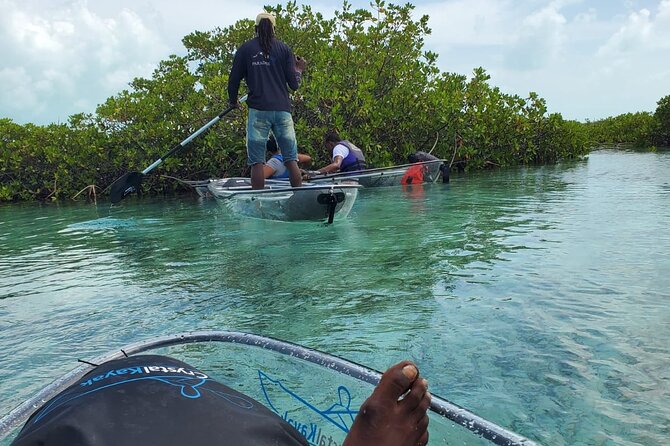 Clear Kayak Mangrove Eco Tour - The guide can make or break the experience
