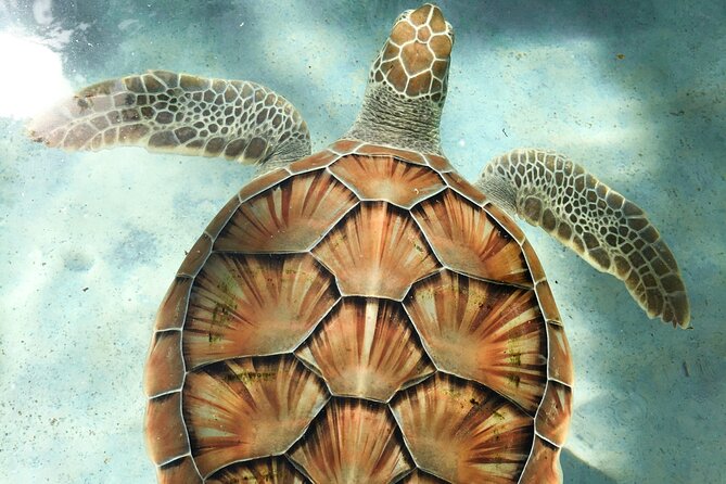 Clear Kayak Tour in Turks & Caicos Islands - Wildlife encounters beneath the clear kayaks
