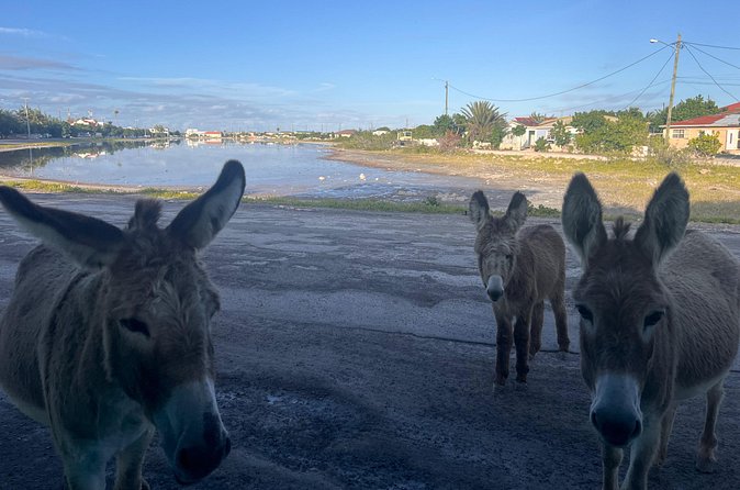 Exclusive Grand Turk Island Tour - Seeing the free-roaming animals
