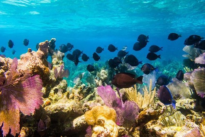 Exclusive Supreme Snorkeling Tour - What this Grand Turk boat trip is really about