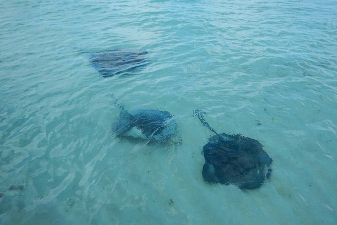 Exclusive Supreme Snorkeling Tour - Stingrays in shallow water