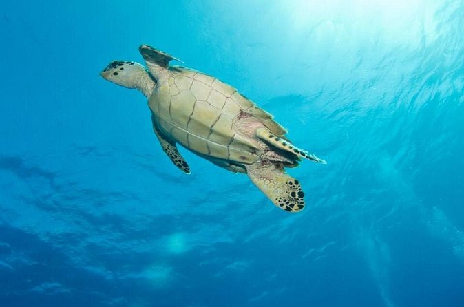 Exclusive Supreme Snorkeling Tour - Weather is the biggest variable