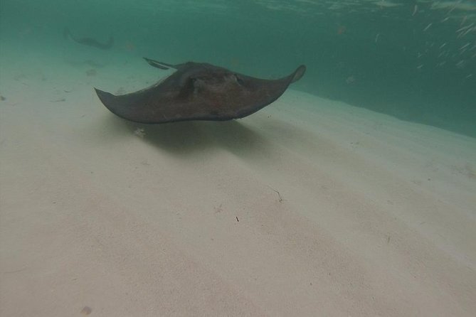 Gibbs Cay Stingray and Conch Dive Adventure - Why the small boat changes the experience