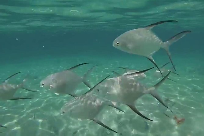 Grand Turk - Amazing Wall Snorkeling Tour - How the Crew Handles Changing Conditions