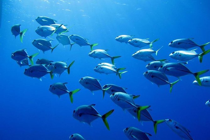 Grand Turk - Amazing Wall Snorkeling Tour - Small Group Claims and Boat Comfort