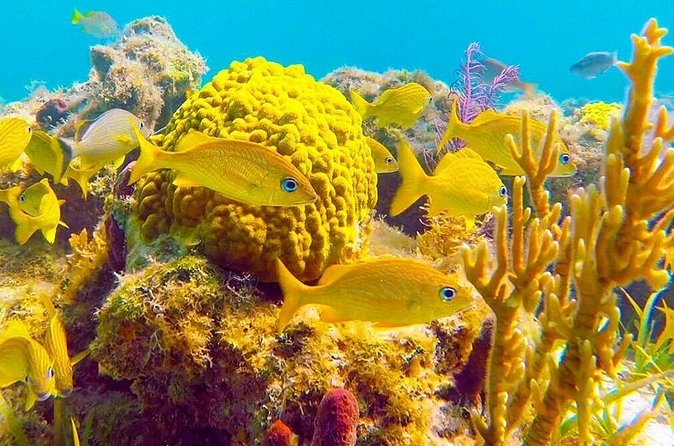 Grand Turk - Amazing Wall Snorkeling Tour - Price, Timing, and Cruise-Day Value
