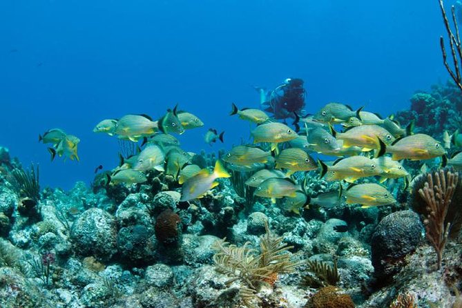 Grand Turk - Amazing Wall Snorkeling Tour - Safety, Swimming, and Boarding Requirements