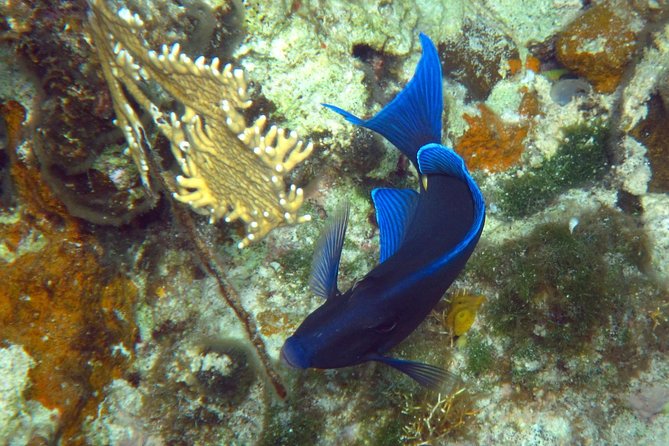 Grand Turk - Amazing Wall Snorkeling Tour - The Marine Life You Might See