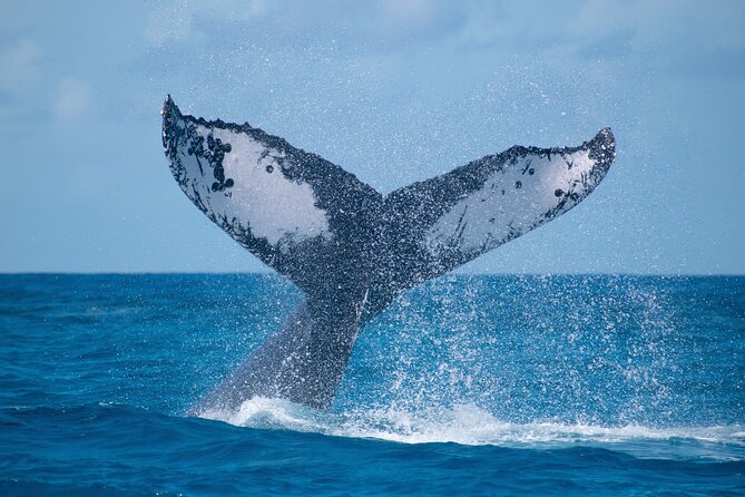 Grand Turk: Whale Watching - Key Points to Know Before You Go