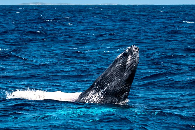 Grand Turk: Whale Watching - What the 3.5-Hour Boat Trip Feels Like