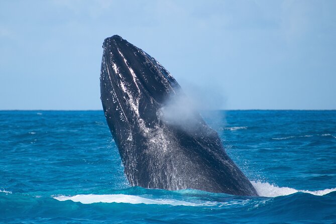Grand Turk: Whale Watching - Humpback Whales Without the Zoo Feeling