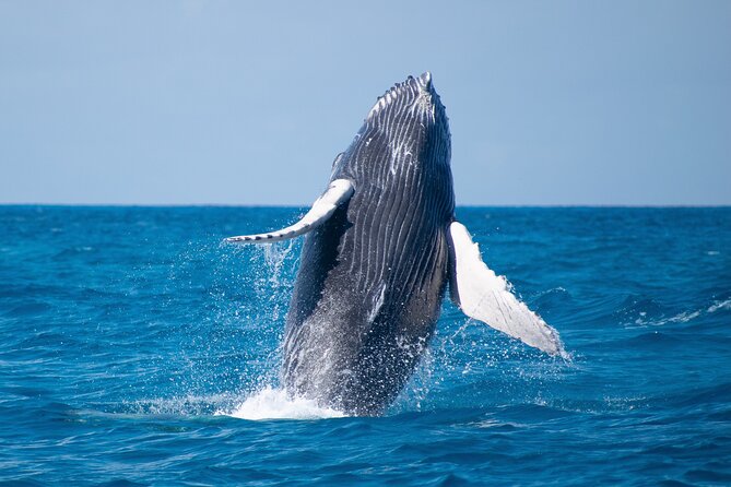 Grand Turk: Whale Watching - Rum Punch, Snacks, and Practical Comforts