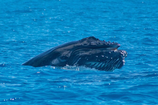 Grand Turk: Whale Watching - Who Will Like This Excursion Most?