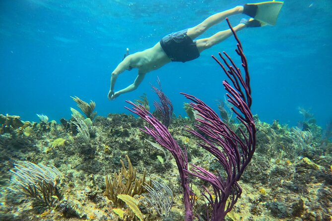 Half Day Snorkel from Providenciales with Visit to Half Moon Bay - Food, rum punch, and what is included