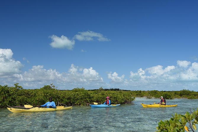 Kayak Eco Tour - Starting at Leeward Marina and getting organized
