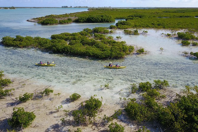 Kayak Eco Tour - The iguana sanctuary and wider coastal ecology