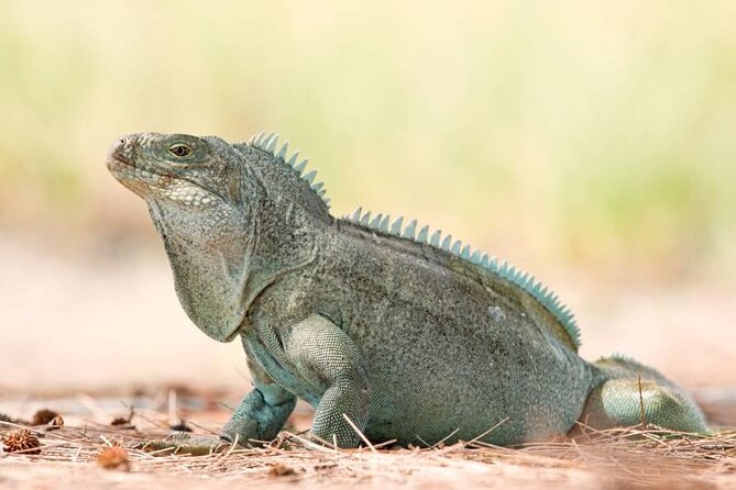 Mangrove Cay and Iguana Island Tours - Why this short tour works so well