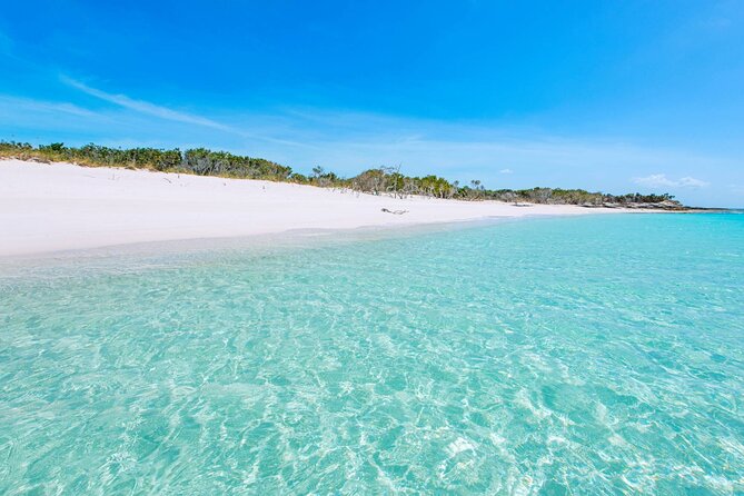 Mangrove Cay and Iguana Island Tours - Sharks, turtles, rays, and conch below your boat