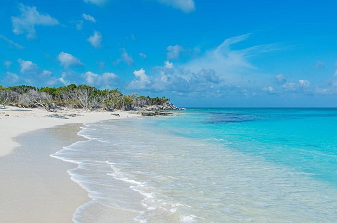 Mangrove Cay and Iguana Island Tours - Birds and the wider Mangrove Cay ecosystem