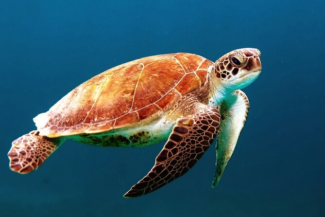 Mangrove Cay And Iguana Island Venture In Turks And Caicos Island - Key points to know before you book