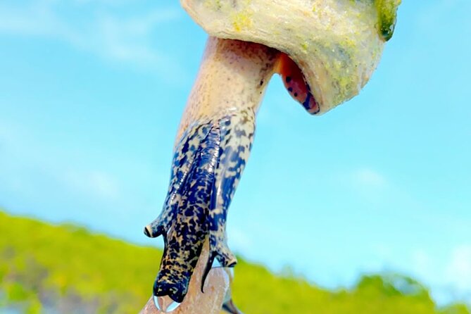 Mangrove Cay And Iguana Island Venture In Turks And Caicos Island - Through the mangrove waterways
