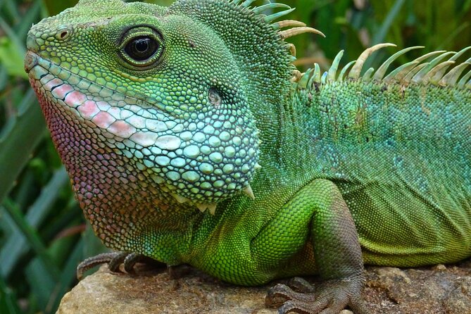 Mangrove Cay And Iguana Island Venture In Turks And Caicos Island - Starting at Grace Bay and Leeward Beach