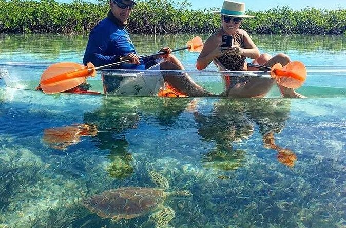 Mangrove Cay Tour - Mangrove roots, fish nurseries, and bird watching