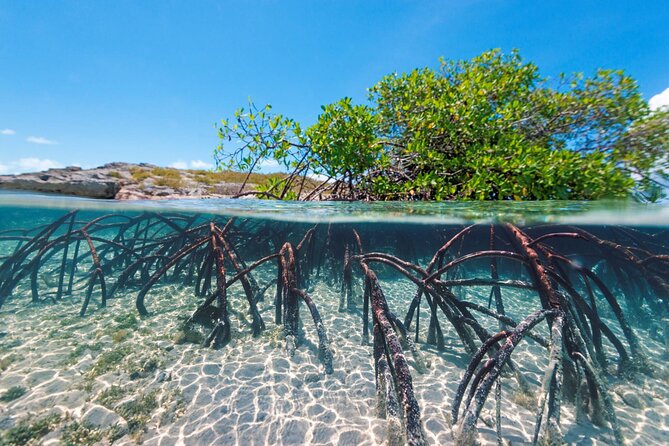 Mangrove Cay Tour - The guide can make or break the morning