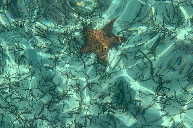 Mangrove Clear Kayak Tour - What you can see beneath the kayak
