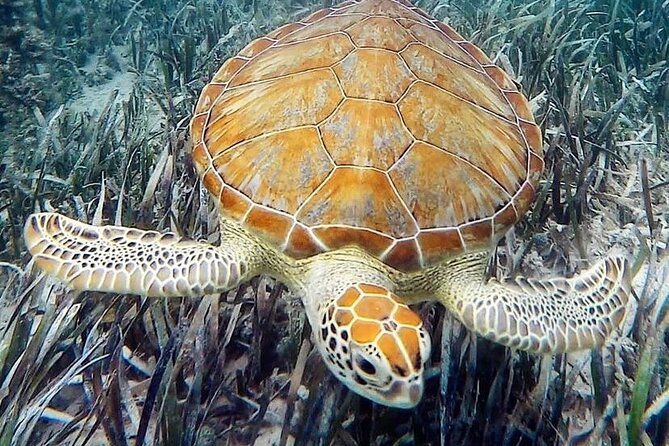 Mangrove Clear Kayak Tour - Expect mosquitoes around the mangroves
