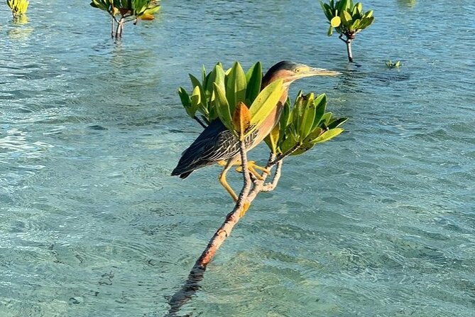 Mangrove Clear Kayak Tour - Timing, sun, and water conditions